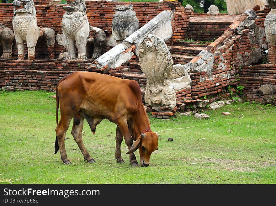 Cow in Ancient City