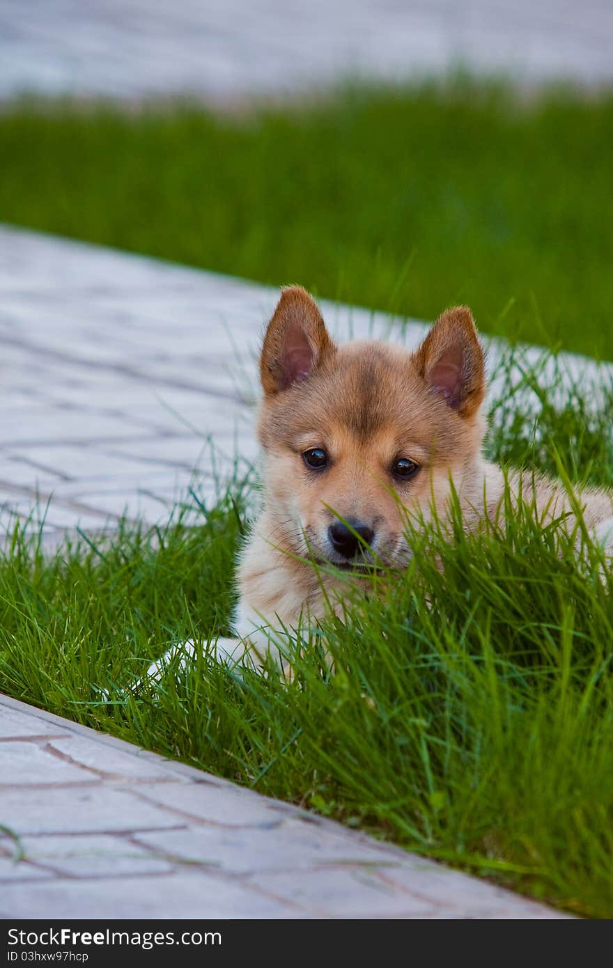 Husky puppy on green grass on summer day