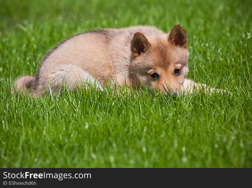 Husky puppy on green grass