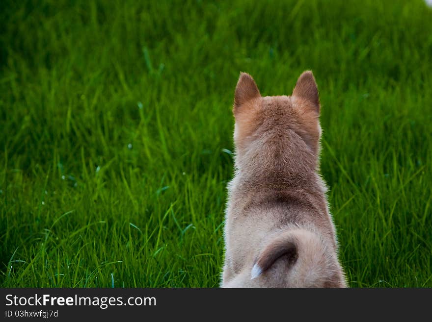 Husky Puppy On Green Grass