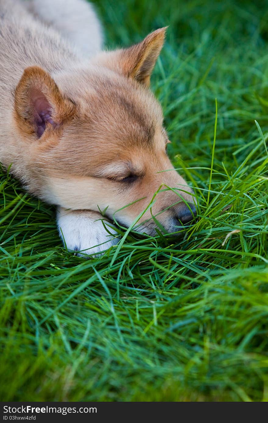 Husky Puppy On Green Grass