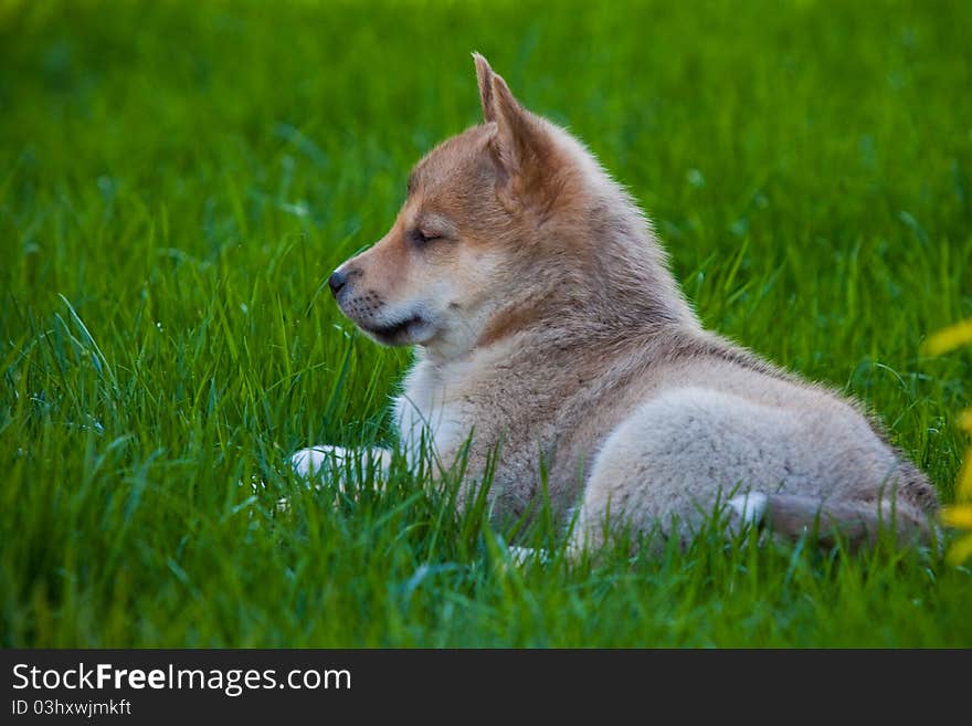 Husky puppy on green grass on summer day