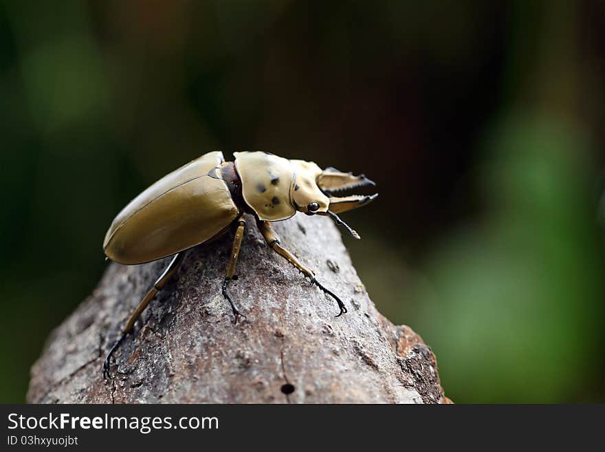 Beetle