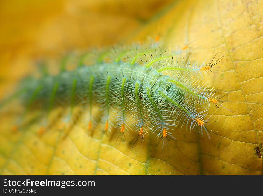 Close up of a hairy caterpillar crawling on yellow leaf.