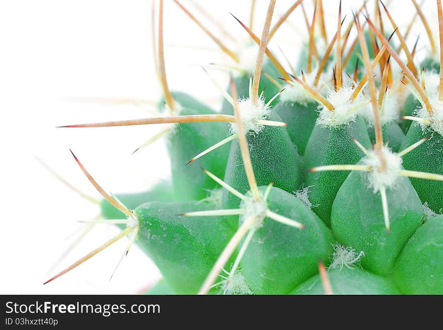 Close up of small cactus in on white background