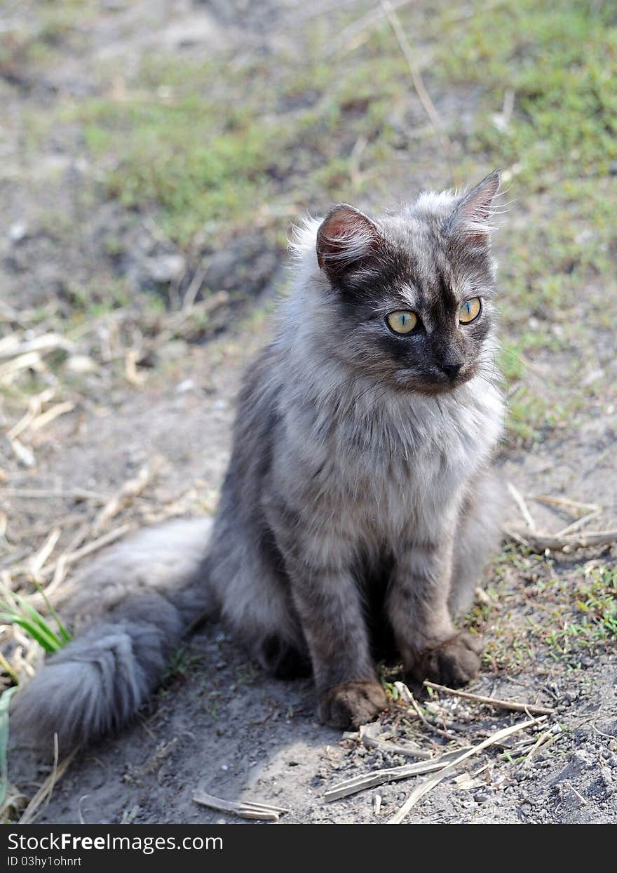 Grey cat sitting and waiting