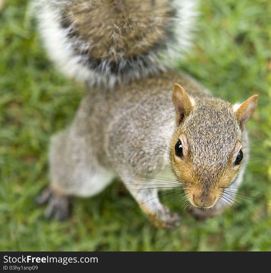 Cute squirrel or chipmunk standing upright. Cute squirrel or chipmunk standing upright