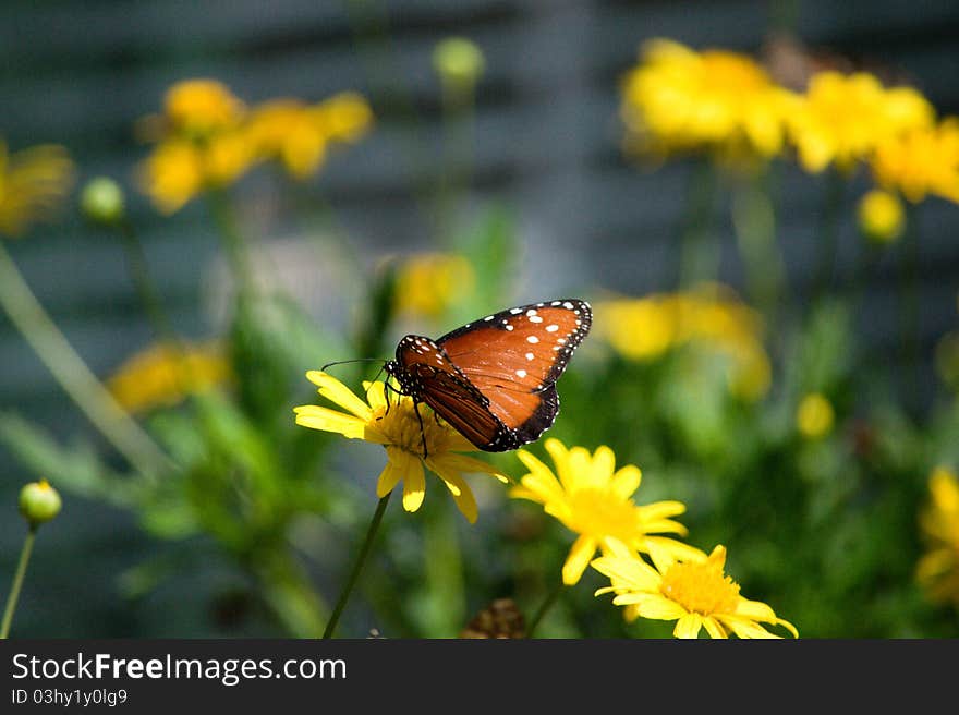 Butterfly on a flower