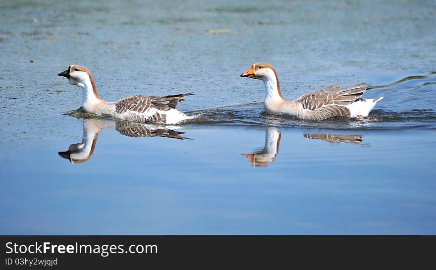 Goose Swimming