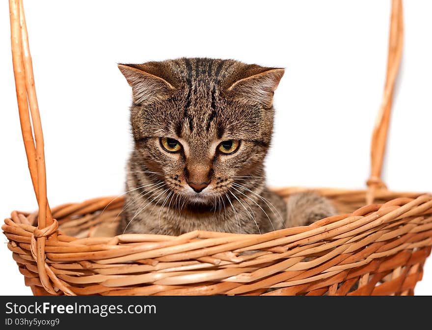 Striped Cat in basket on white