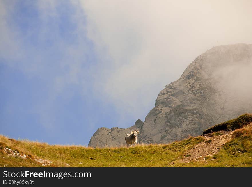 Lonely Cow in the alps