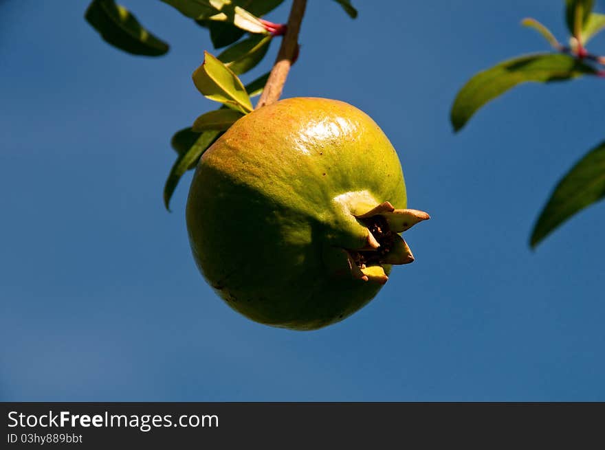 Pomegranate in South Tyrol Italy