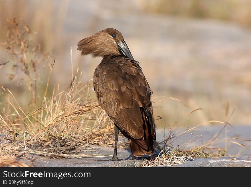 Hamerkop