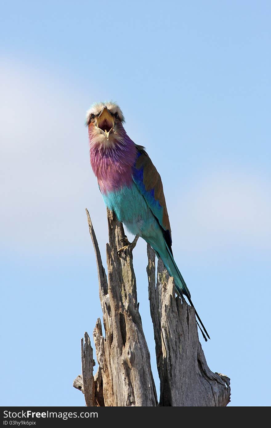 Lilacbreasted Roller sitting on log and sing