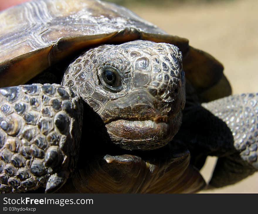 A close up shot of a Florida Gopher Turtle.