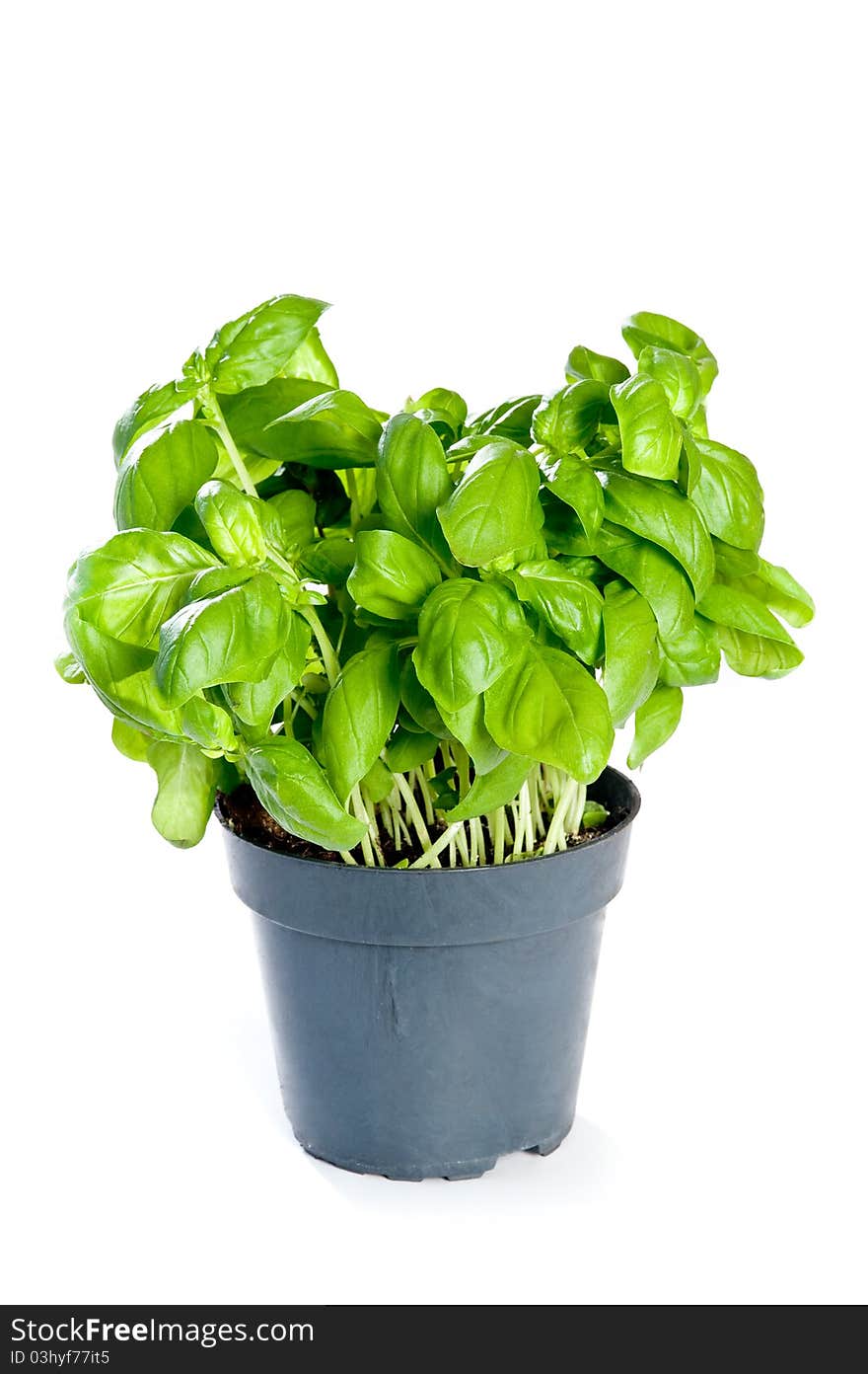 Basil