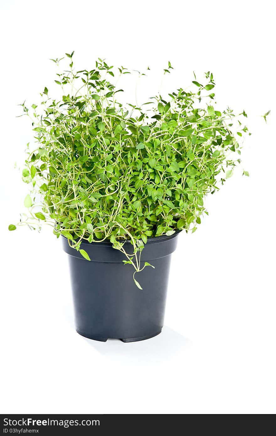 Thyme