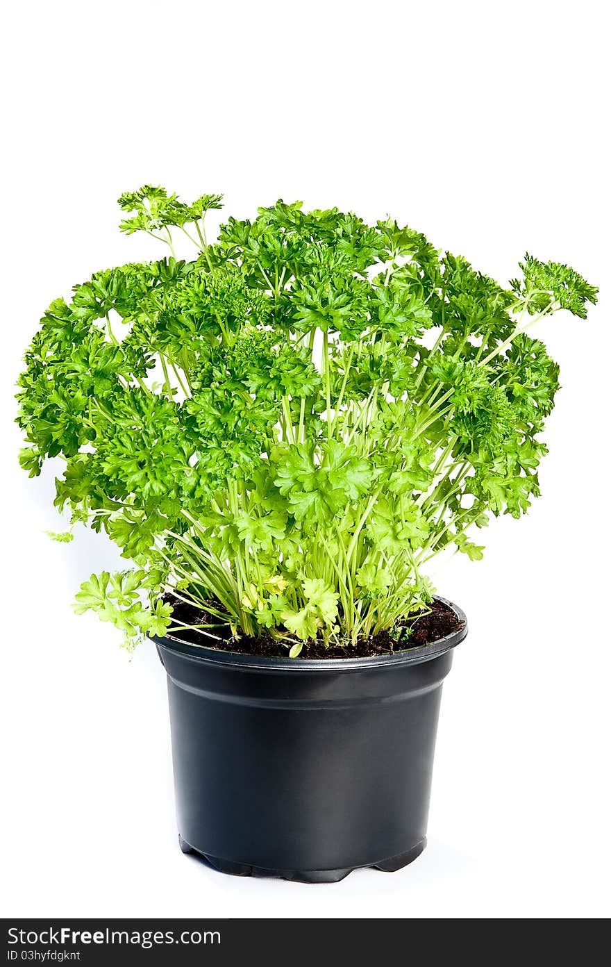 Parsley