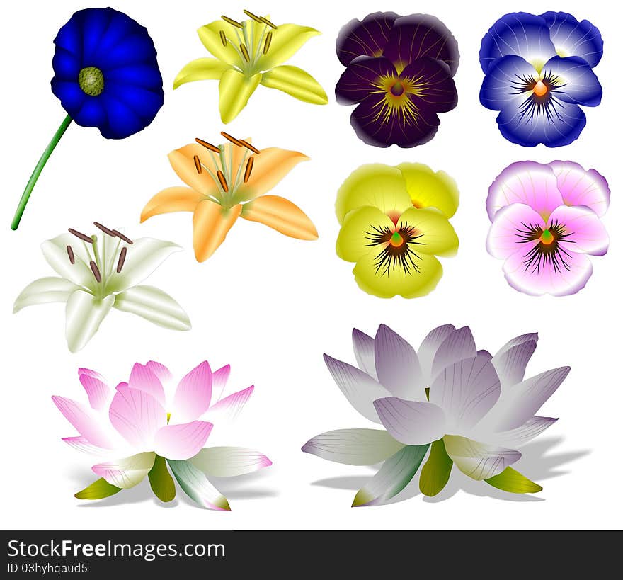 Collection of a colorful flowers with white background. Collection of a colorful flowers with white background