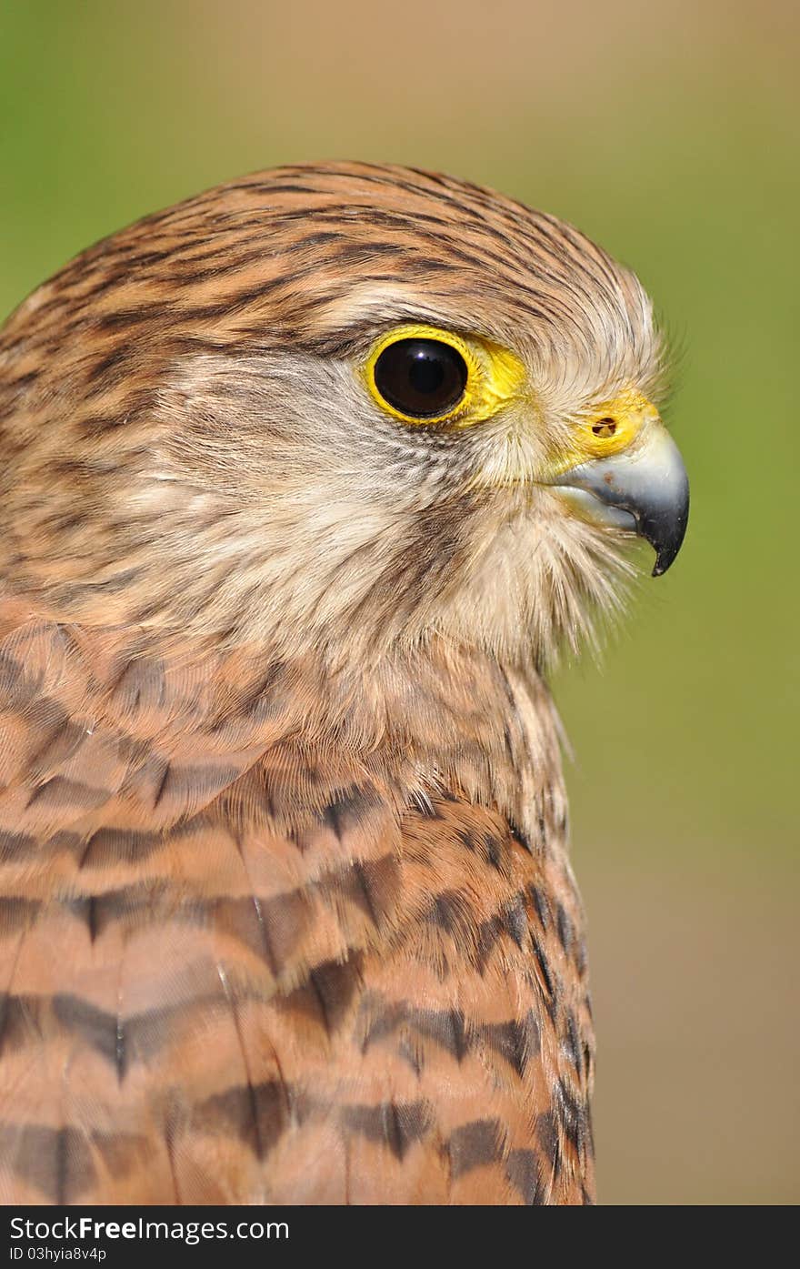 Common kestrel closeup, shallow depth of field