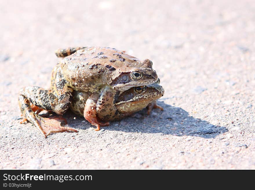 Two frogs embraced on the road on a sunny day