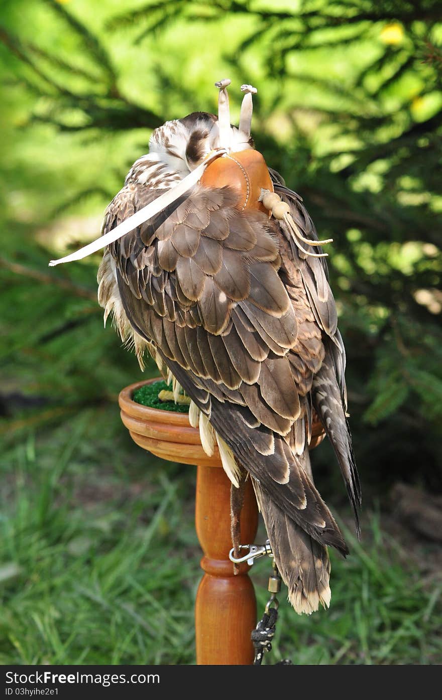 Sleeping falcon with a hood on its head