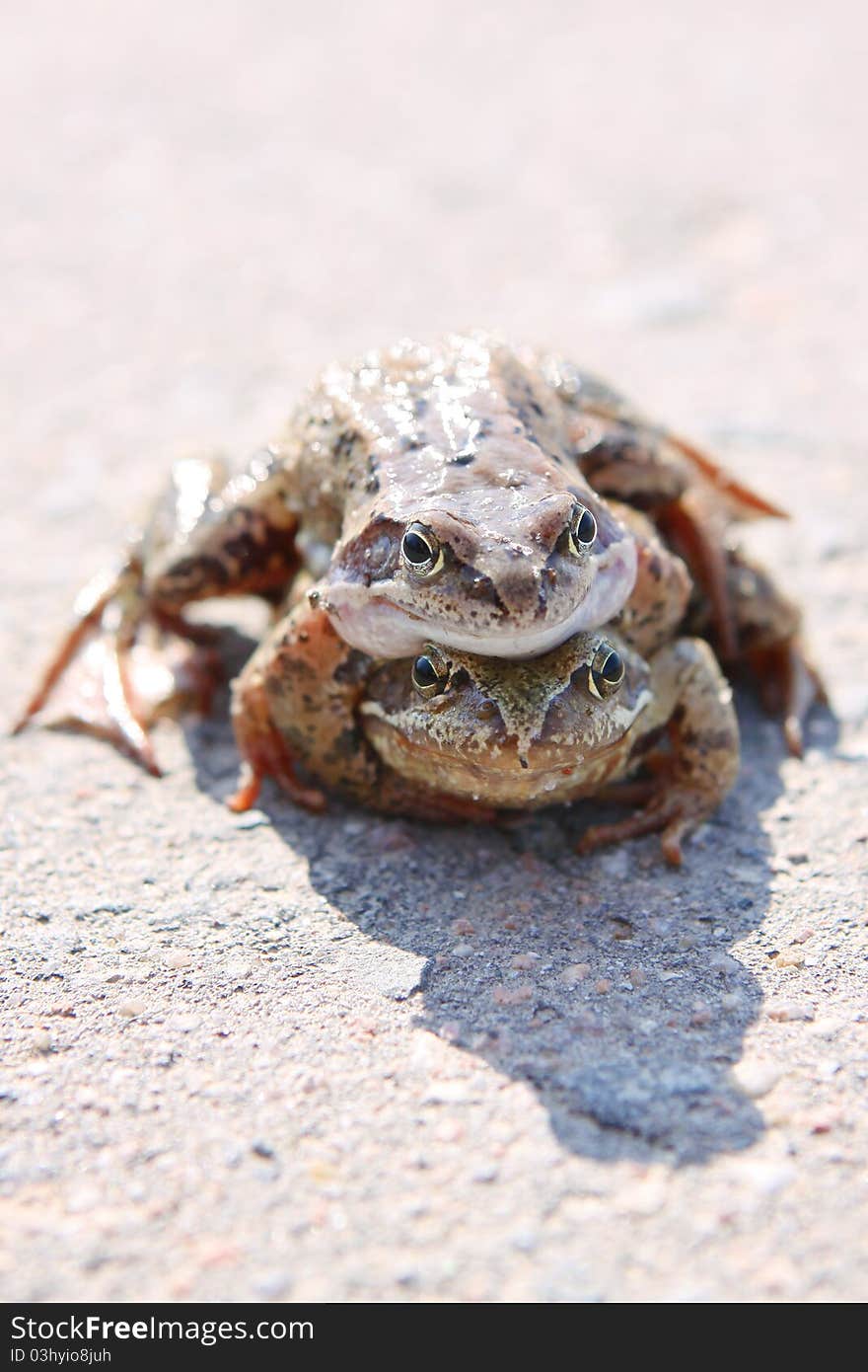 Two frogs mating on the road on a sunny day in spring. Two frogs mating on the road on a sunny day in spring