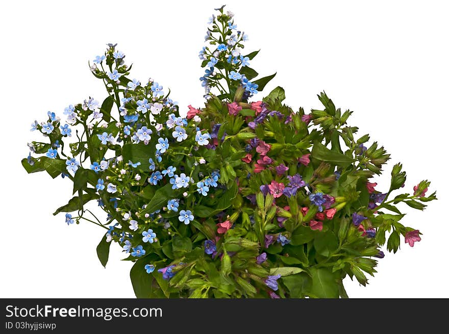 Spring Bouquet - Forget-me-not And Lungwort