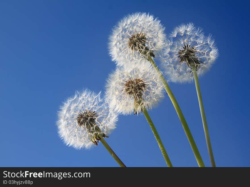 Dandelions on the blue sky