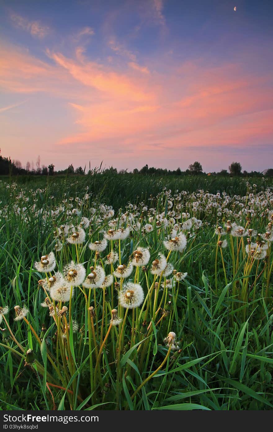 Dandelions at sunrise