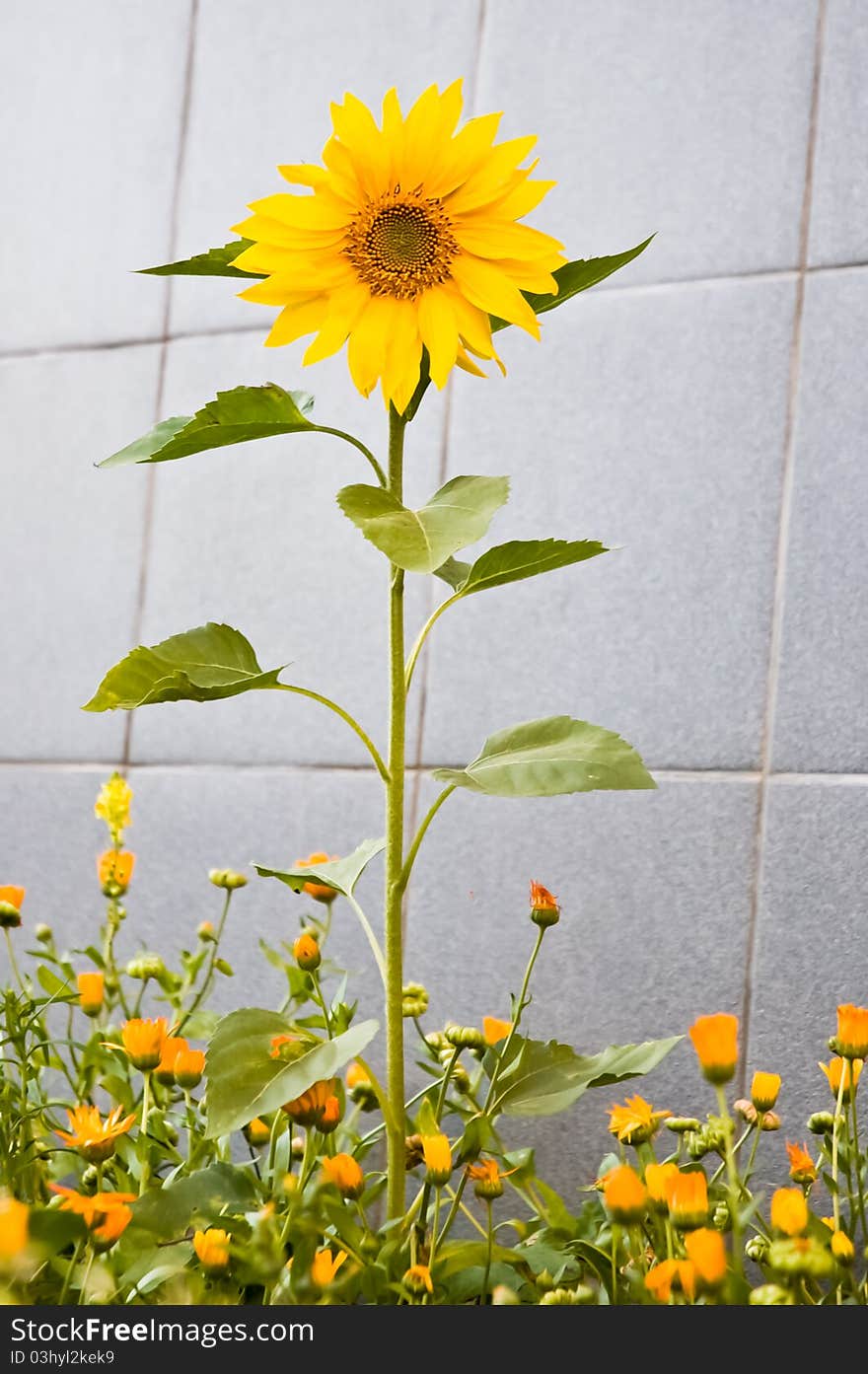 Sunflower grew among the flowers of marigolds on background of gray tiles