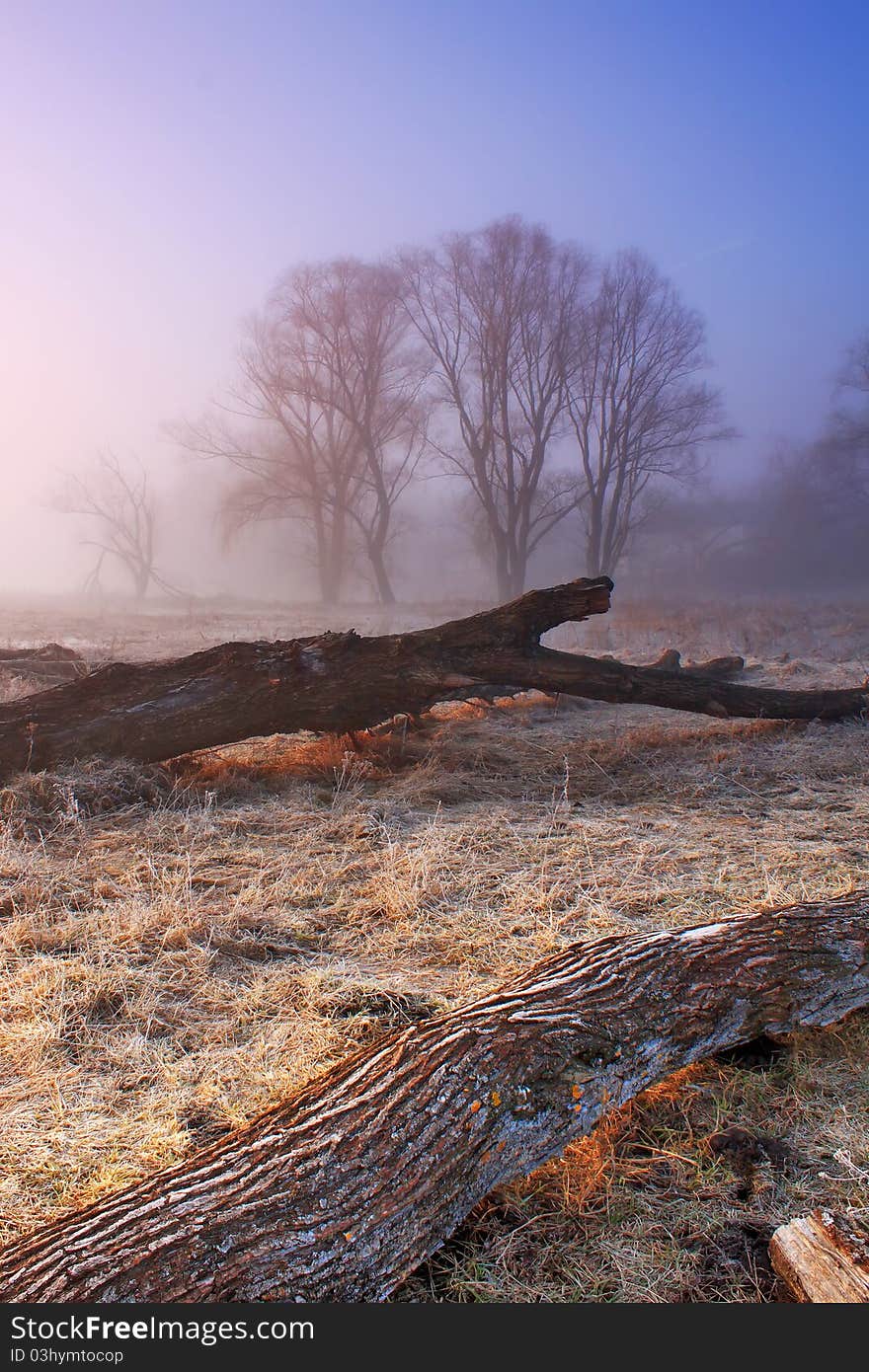 Misty spring morning