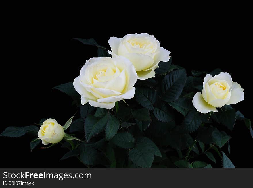 White roses on a black background. White roses on a black background