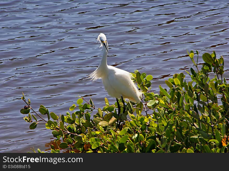 Snowy Egret