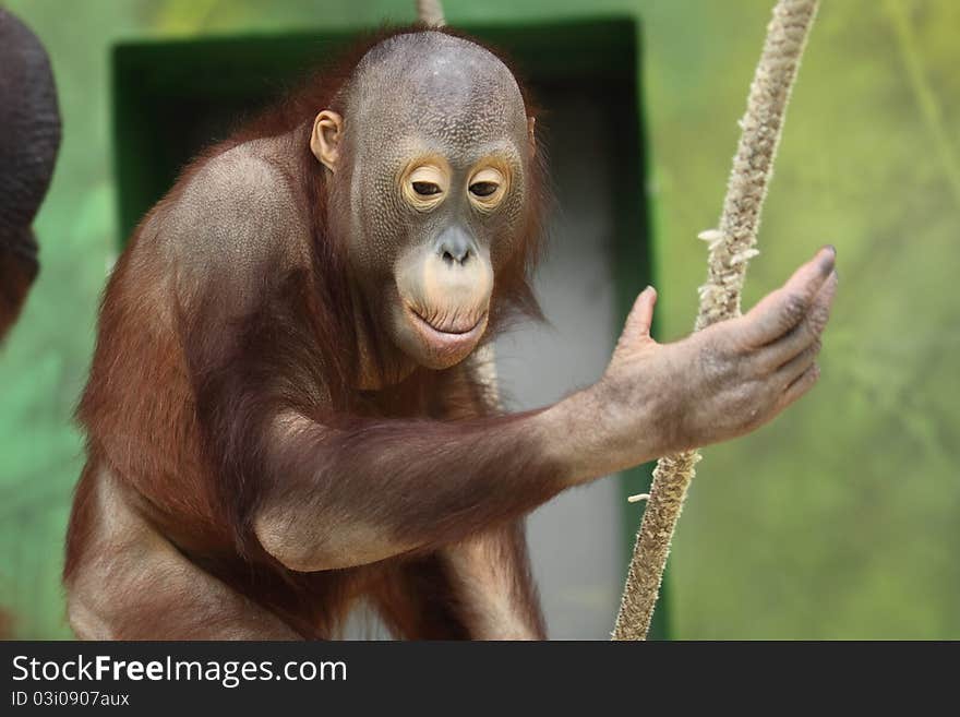 Young Orangutang