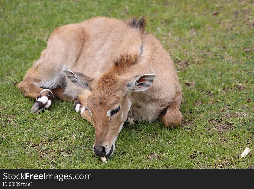 The adult female blue bull lying on the grass.