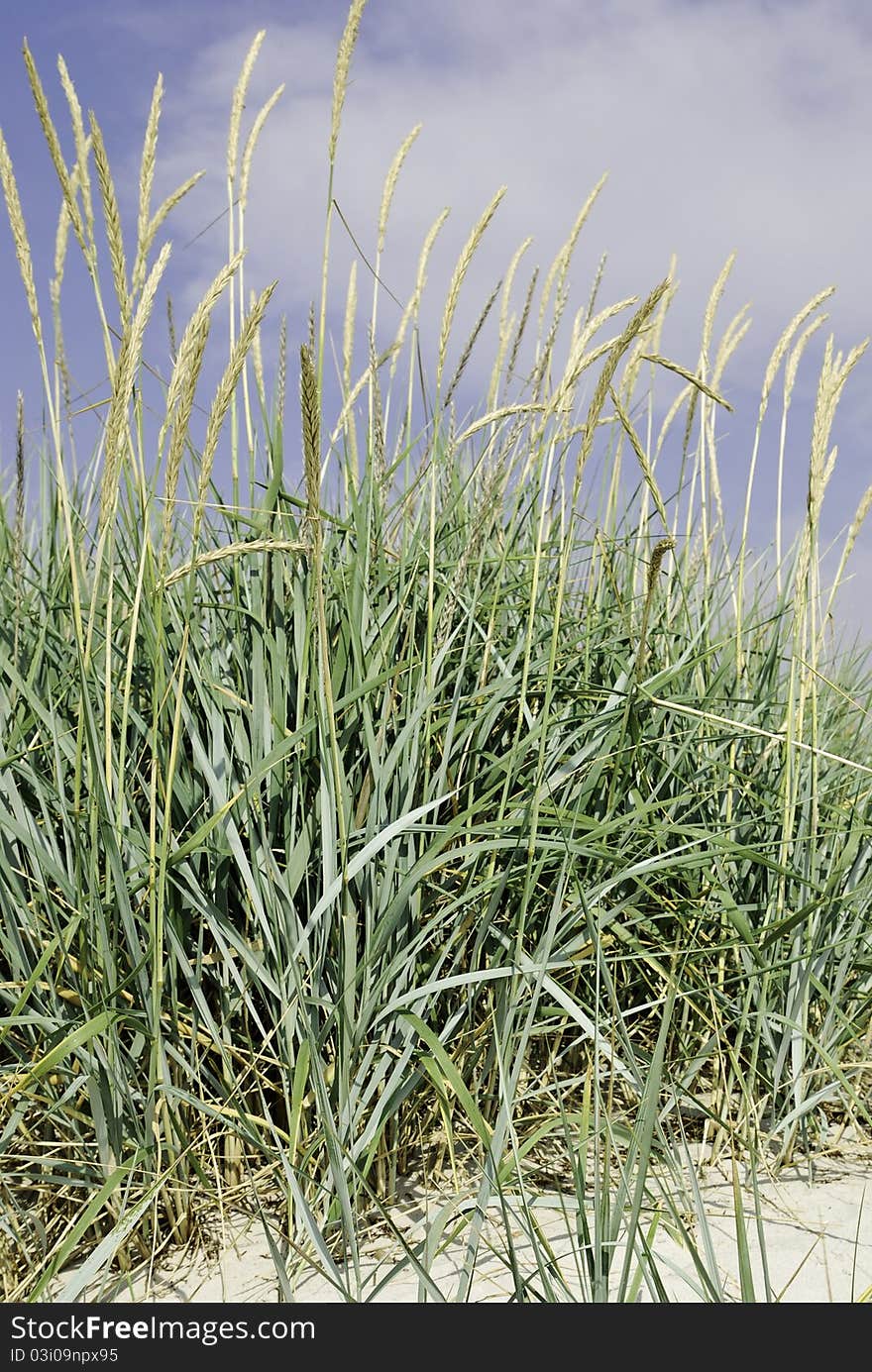 Sand dune vegetation in Sweden