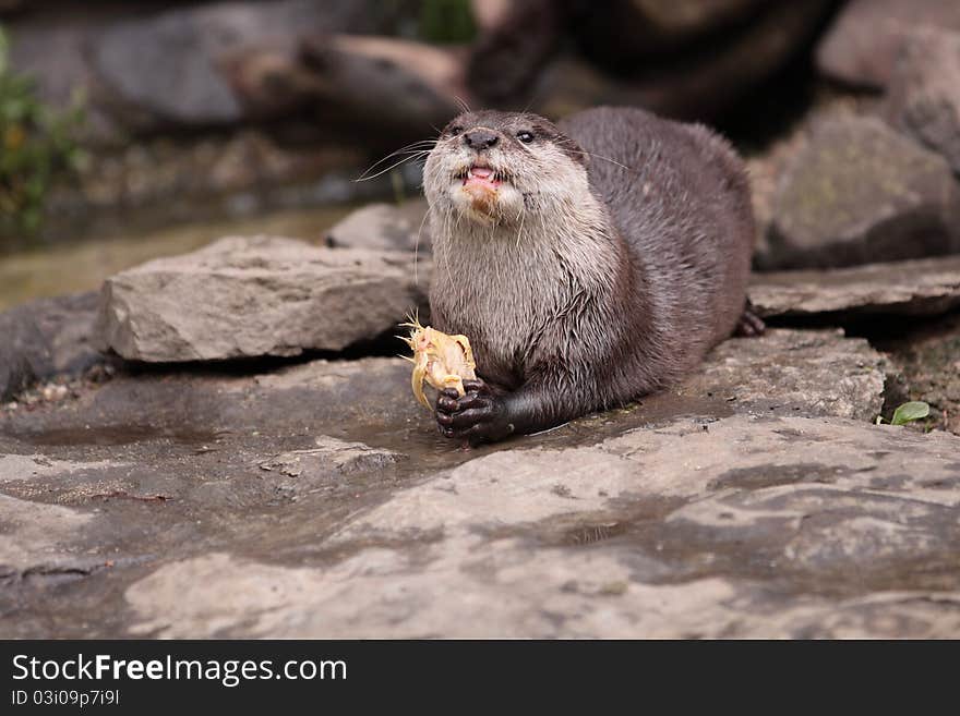 Oriental small-clawed otter