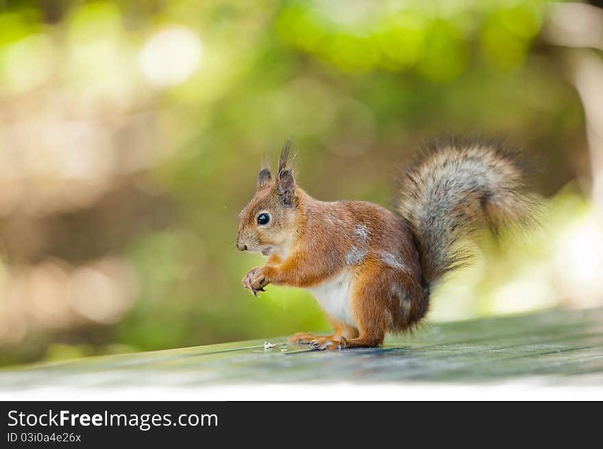 Standing squirrel