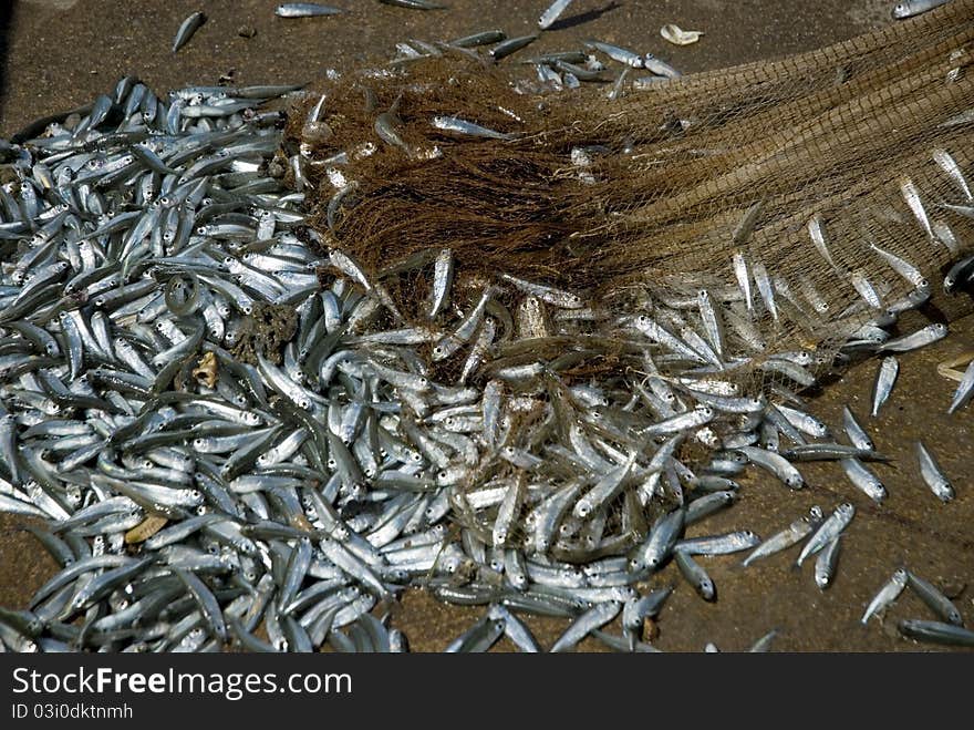 Fishes in the fishnet at the beach in Thailand. Fishes in the fishnet at the beach in Thailand.