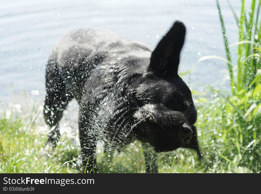 Black labrador retriever shaking off water after swimming. Black labrador retriever shaking off water after swimming