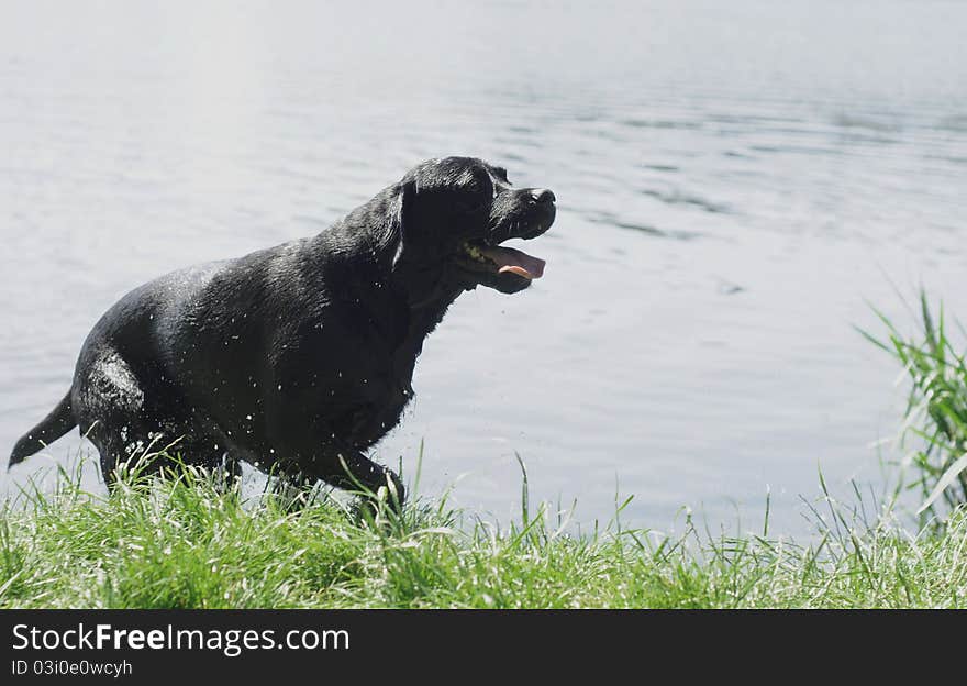 Black labrador retriever coming out of the water. Black labrador retriever coming out of the water