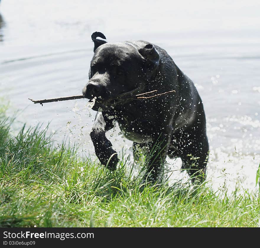 Black labrador retriever coming out of the water with a stick. Black labrador retriever coming out of the water with a stick