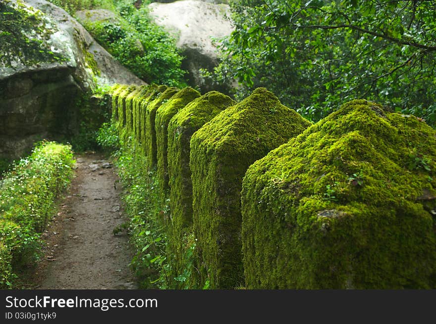 Moss On The Wall