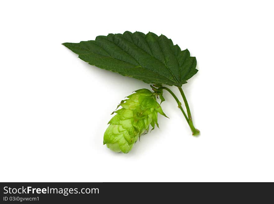 Hop cone and a leaf