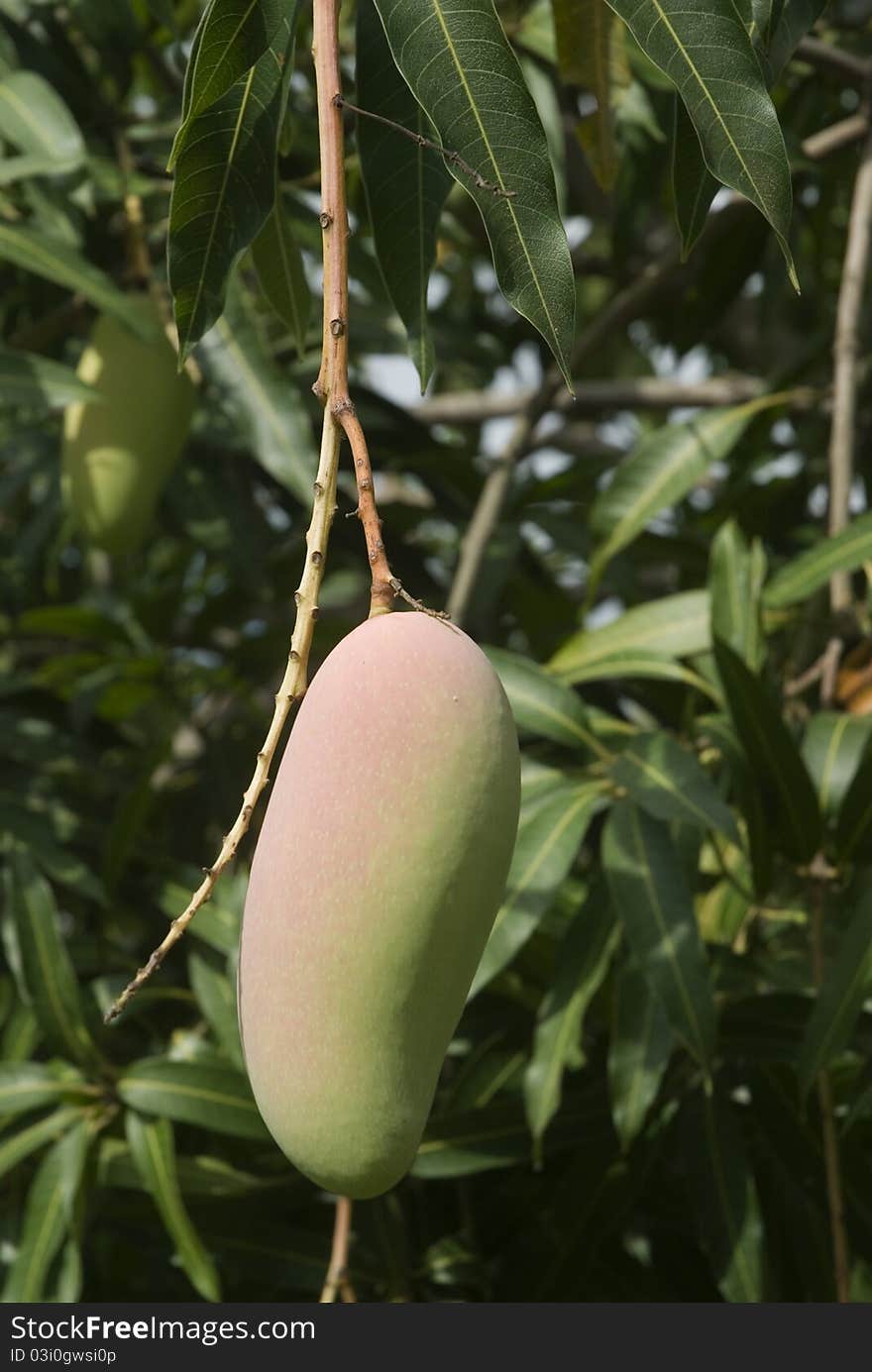 Mango on tree in farm. Mango on tree in farm.