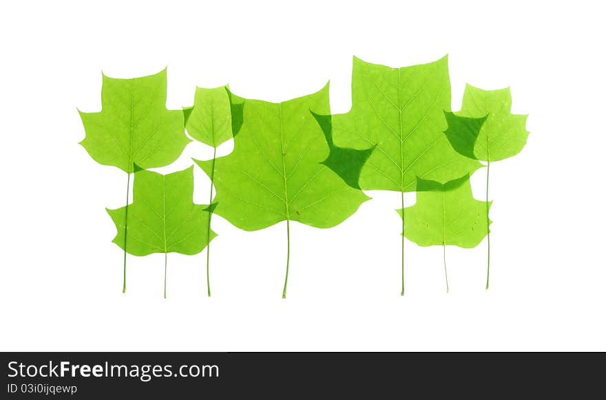 Tulip tree leaves