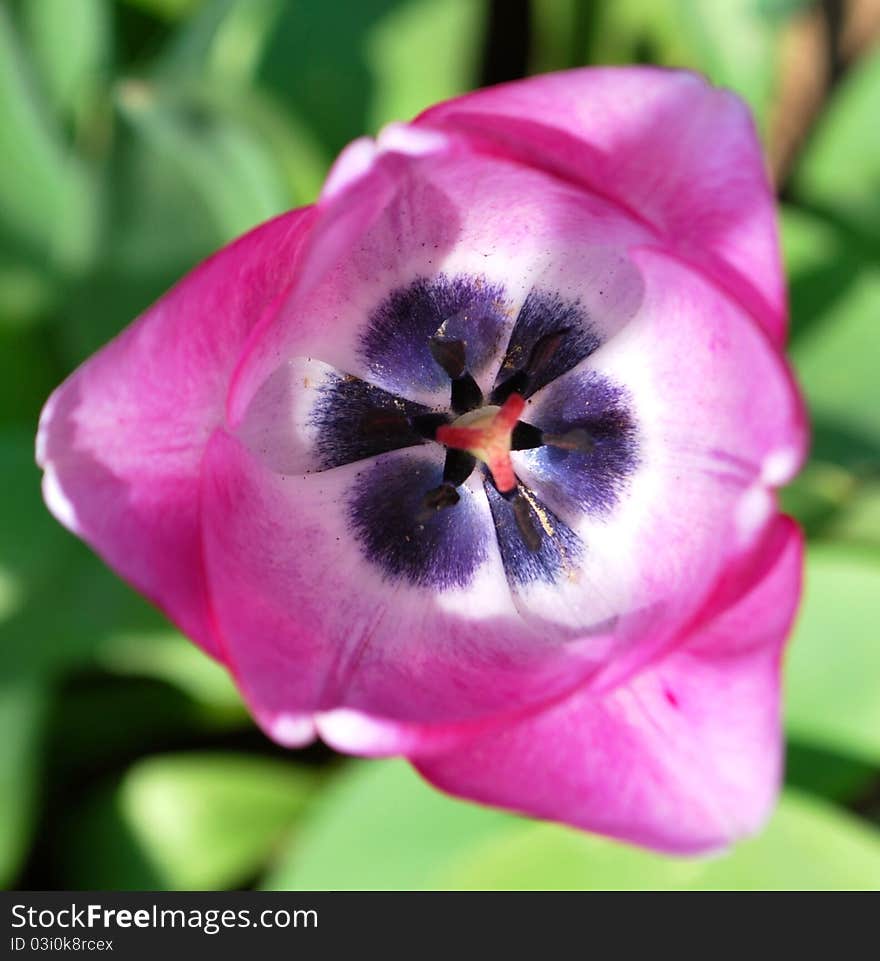 A beautiful pink tulip suitable for abstract background. A beautiful pink tulip suitable for abstract background