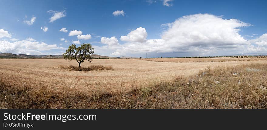 Lone tree with clouds