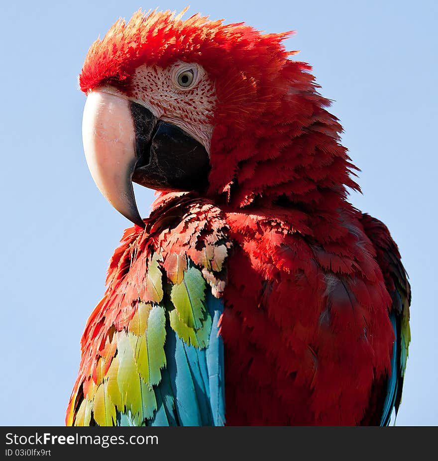 Scarlet macaw on a sky blue background. Scarlet macaw on a sky blue background